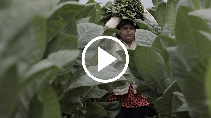 Tobacco Farmer